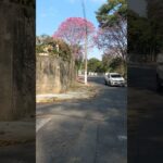 Jardim Paraíba, próximo ao SIM, em Jacareí, SP #shorts