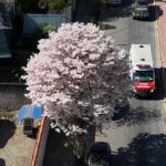 Filmei os Ipês da Peixoto de Castro em Lorena!