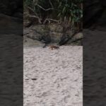 praia da Juréia, são Sebastião -sp.#natureza #cotia #cotidiano #viralvideo